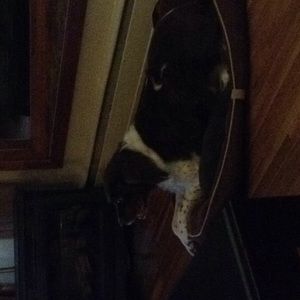 Meet your Posher, Judy